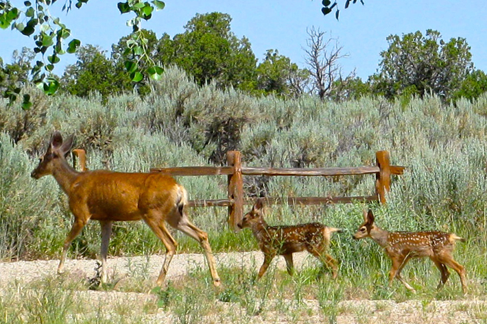 Mule Deer on Kernan Creek Ranch