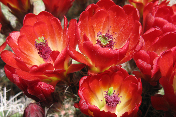 Cactus flower on Kernan Creek Ranch Road